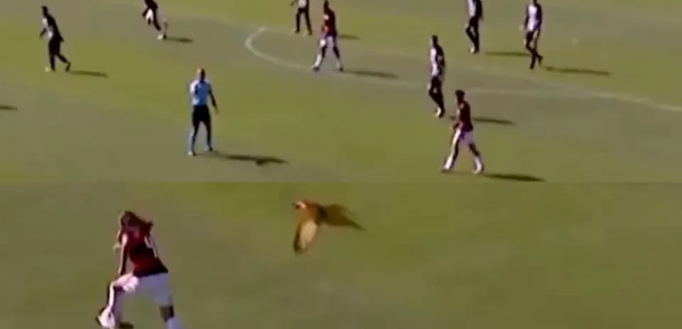 Player kicking ball while bird flies above field