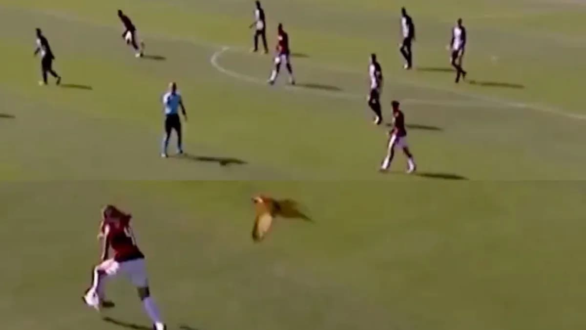Player kicking ball while bird flies above field